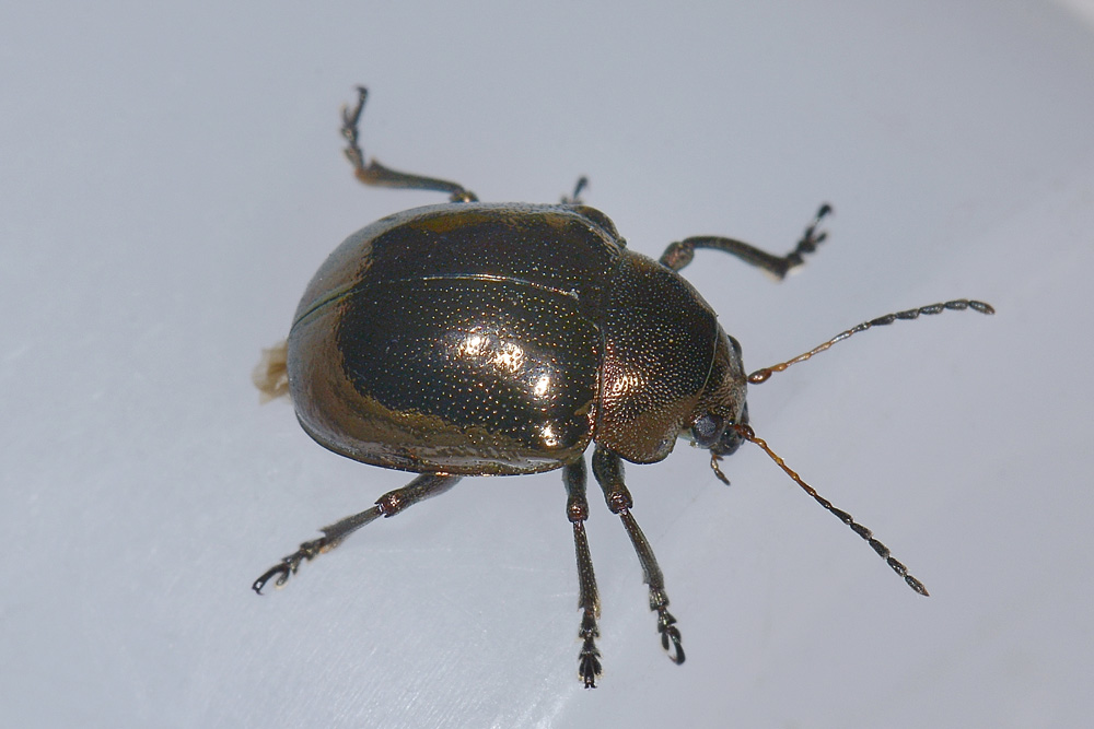 Chrysomelidae: Colasposoma dauricum
